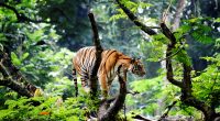 Bengal Tiger in Jungle548888426 200x110 - Bengal Tiger in Jungle - Westie, Tiger, Jungle, Bengal